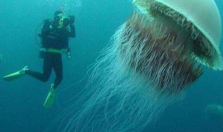 娃娃鱼最大有多少斤 现巨型野生娃娃鱼